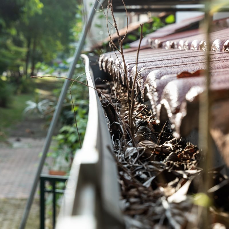 Close-up of clogged roof rain gutter full of dry leaf and plant growing in it, with selective focus