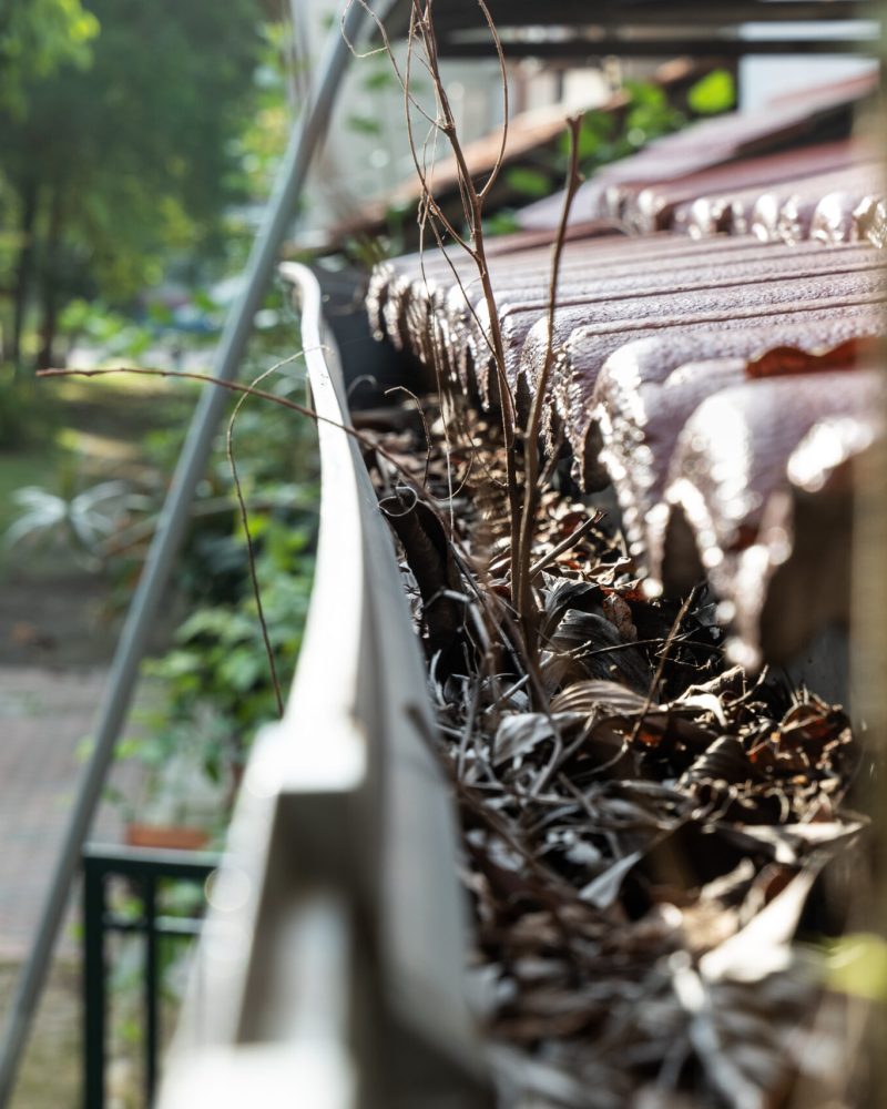 Close-up of clogged roof rain gutter full of dry leaf and plant growing in it, with selective focus